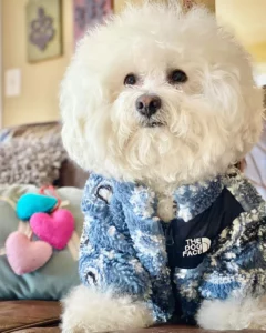 274305314 1096278321105248 7292823641020185287 n 1 720x900