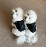 Padad Harness-Backpack - Image 6