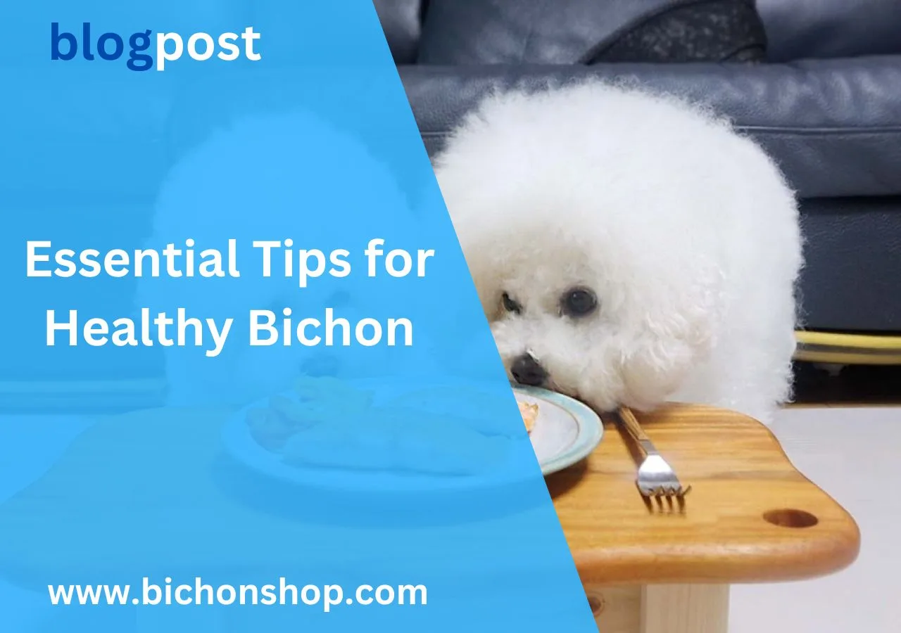 Healthy Bichon Frise puppy eating balanced food