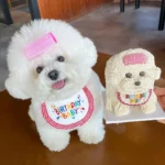 Dog Birthday Accessory
