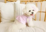 Bichon Belle Lace Summer Pet Dress - Image 9