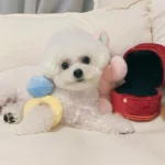 Diamond Decadence Squeaky Plush Toy - Image 4