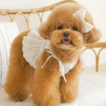 Bichon Belle Lace Summer Pet Dress - Image 2