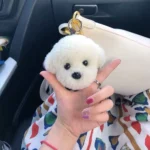 Bichon Plush Keychain