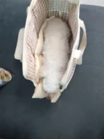 Bichon PortaBag - Image 3