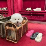 Chewy V Print' Carrier Box - Image 14