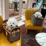 Chewy V Print' Carrier Box - Image 13