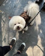 Frendi Bichon Sweater - Image 12