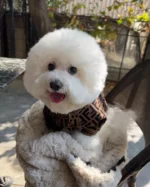Frendi Bichon Sweater - Image 9