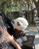 Frendi Bichon Sweater - Image 8