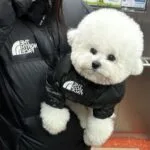 The Dog Face Jacket