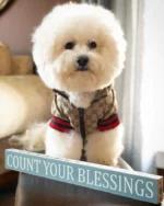 Pawcci Bichon Jacket With Hood - Image 3