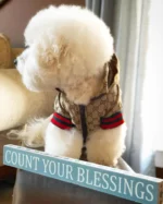 Pawcci Bichon Jacket With Hood - Image 2