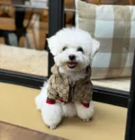Pawcci Bichon Jacket With Hood - Image 4