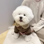 Bichon Wooly Teddy Jacket - Image 4