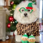 Bichon Designer Coat