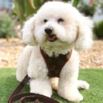 Luxury Dog Walking Set