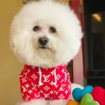 Pupreme Bichon Hoodies