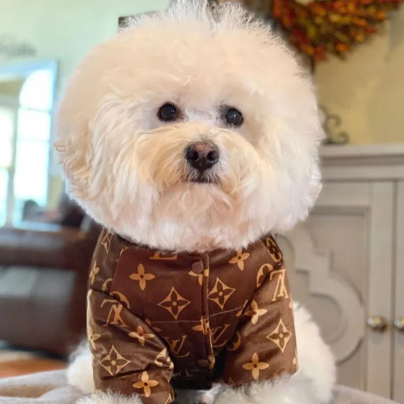 Is Your Bichon Feeling the Chill? Here are 10 Bichon Winter Clothing Options to Keep Your Pet Warm! 6 image 2