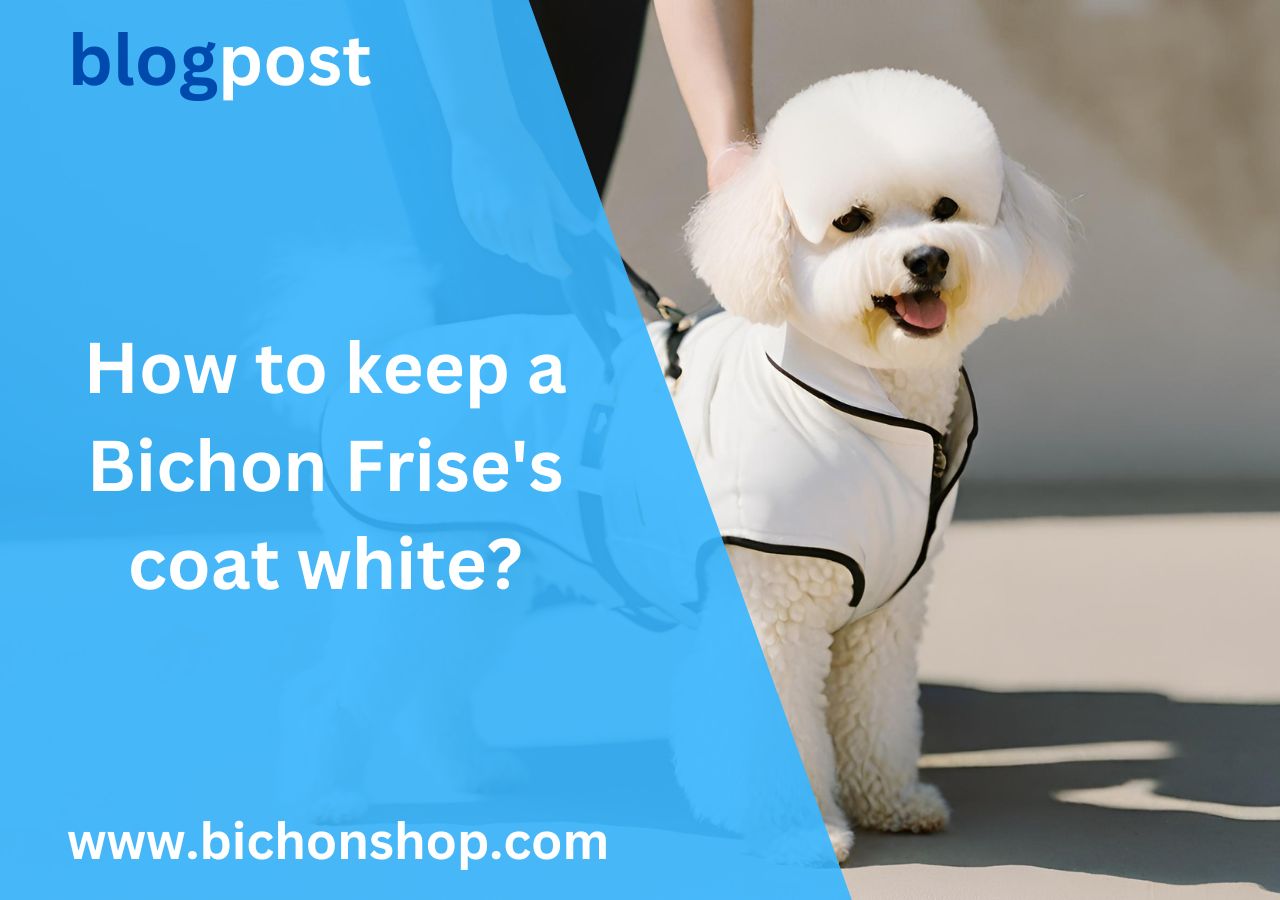 How to keep a Bichon Frise's coat white? 1 How to keep a Bichon Frise's coat white?
