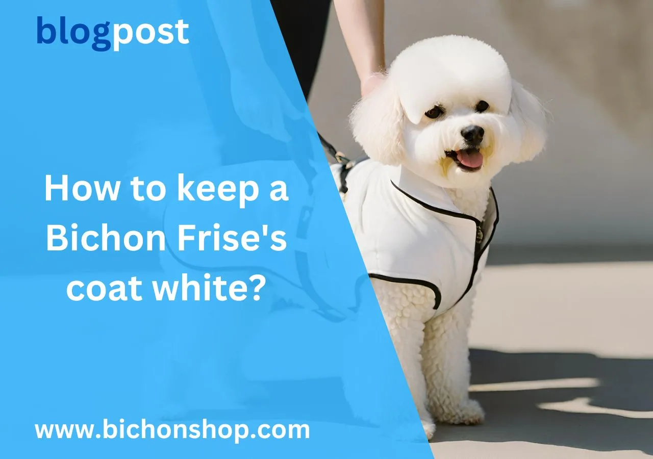 How to keep a Bichon Frise's coat white?