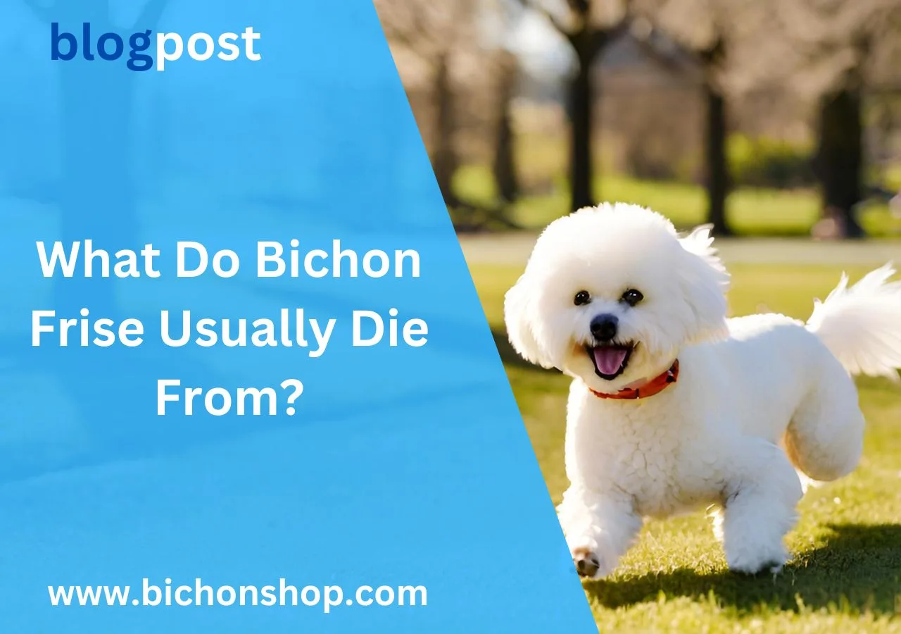 What Do Bichon Frise Usually Die From?