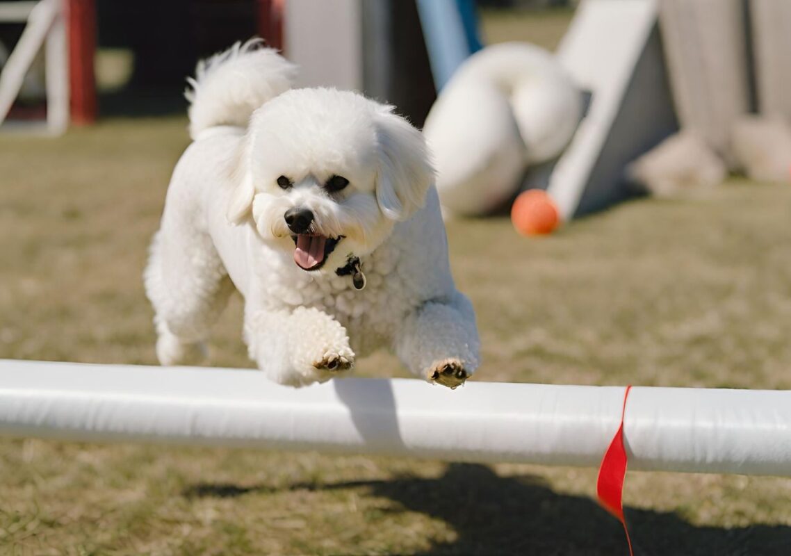 A Bichon Frise engaging in a training session, showcasing its focus and eagerness to learn. This could be an image of the dog performing a trick, navigating an agility course, or sitting attentively in front of an owner during an obedience training session, to visually represent the effectiveness of positive reinforcement and the joy of training together