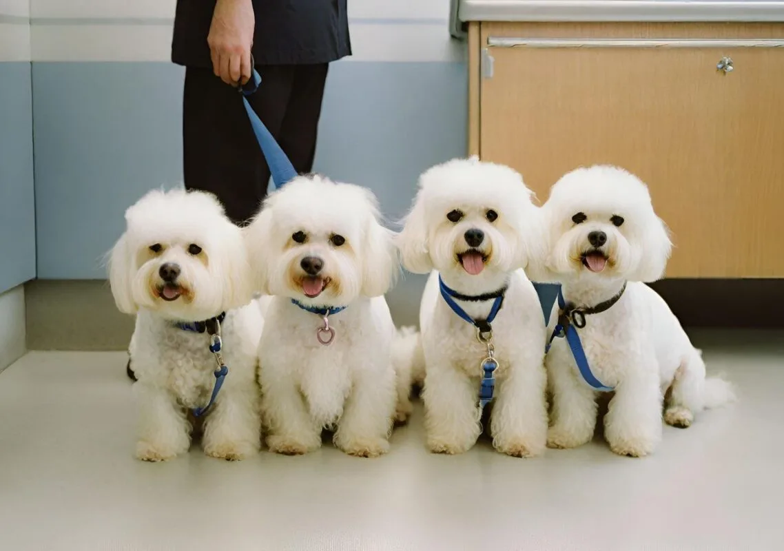 4 bichons are waiting for their turn at the vet for an examination