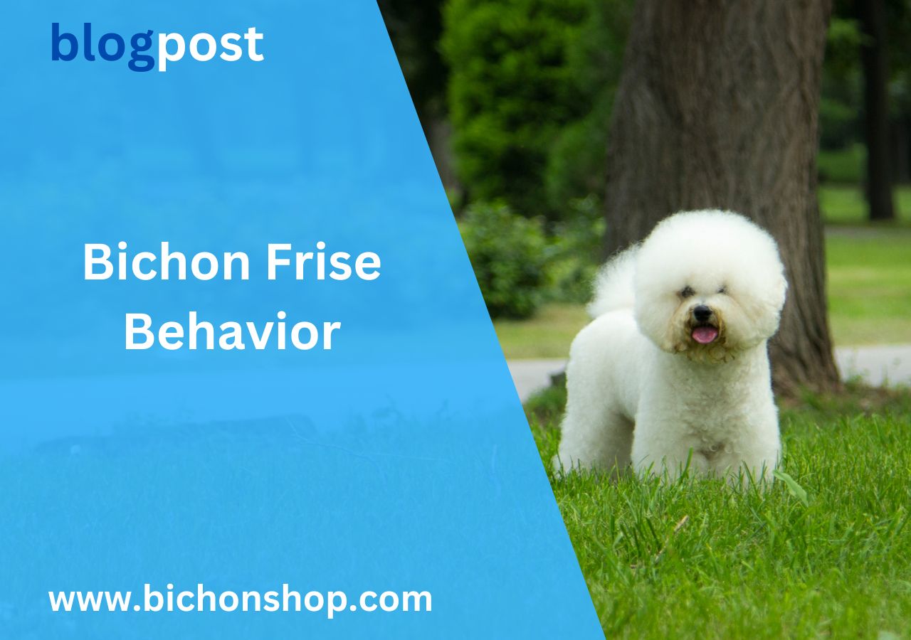 bichon frise behavior