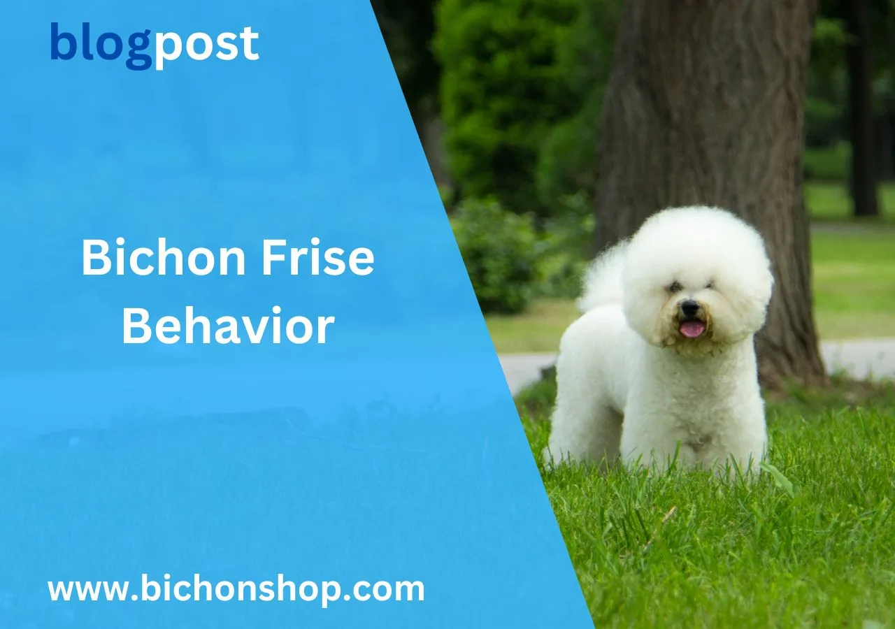 bichon frise behavior