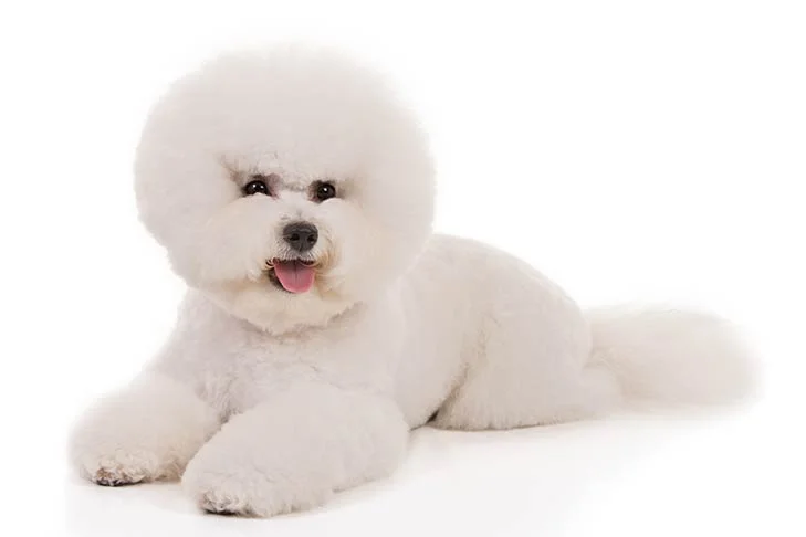 bichon frise behavior