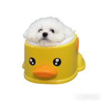 bichon-bathtub