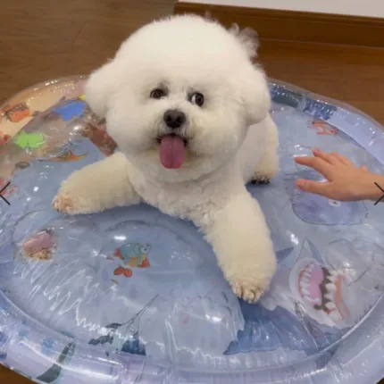 Bichon Water Bed bichon shop