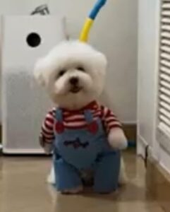 Chucky Bichon Frise Costume bichon frise shop