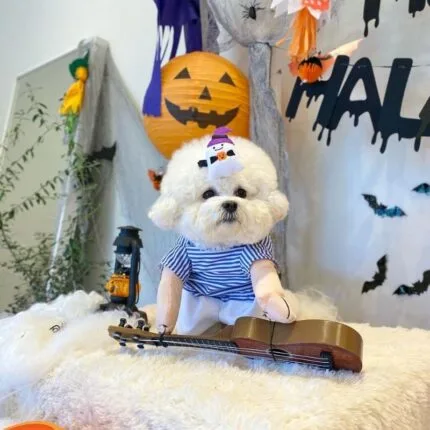 Bichon Frise Sailor Guitarist Costume Bichon Frise Shop