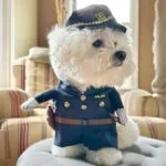 Bichon Frise Officer Costume Bichon Frise Shop