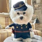 Bichon Frise Officer Costume Bichon Frise Shop