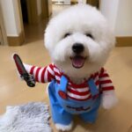 Chucky Bichon Frise Costume bichon frise shop