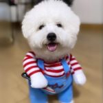 Chucky Bichon Frise Costume bichon frise shop