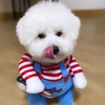 Chucky Bichon Frise Costume bichon frise shop