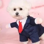 Bichon Frise Wedding Tuxedo Bichon Shop Bichon Frise