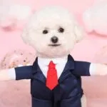 Bichon Frise Wedding Tuxedo Bichon Shop Bichon Frise