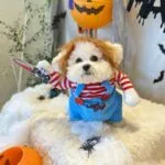 Chucky Bichon Frise Costume bichon frise shop