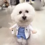 HealthService Bichon Frise Costume Bichon Frise Shop Clothes