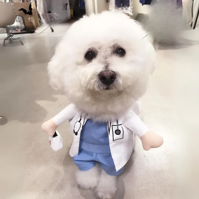 HealthService Bichon Frise Costume Bichon Frise Shop Clothes