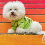 Pawlenciaga Bichon Frise Sweater Bichon Frise Shop