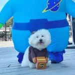 UPS Bichon Frise Costume | Bichon Frise Shop | 20% OFF