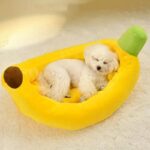 Banana Bichon Frise Bed Bichon Frise