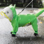 Bichon Frise All-Weather Freedom Coat Bichon Frise Coat