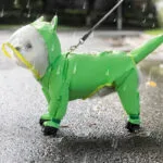Bichon Frise All-Weather Freedom Coat Bichon Frise Coat